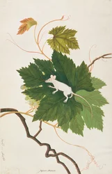 House Mouse, from Drawings of Animals, Insects and Reptiles from Malacca